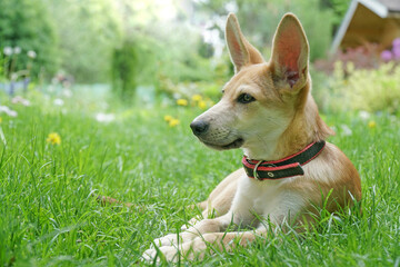 A red puppy lies in the grass in summer and waits