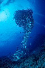ギンガメアジ "Bigeye trevally" tornado [AGUNI island]