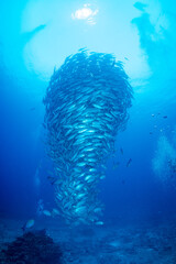 ギンガメアジ "Bigeye trevally" tornado [AGUNI island]