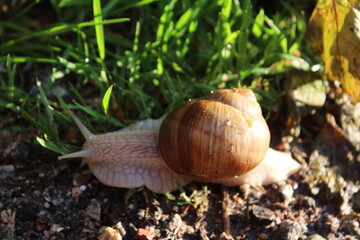 Weinbergschnecke im Gras, Sommer, Roman snail in grass, June, summer, Hesse