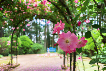 フラワーアーチに咲くピンクのバラ