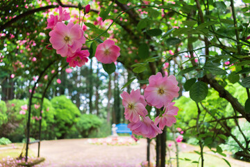 Fototapeta na wymiar フラワーアーチに咲くピンクのバラ