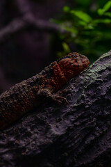 Lizards / Shedd Aquarium - Chicago