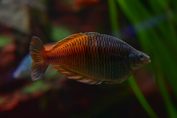 Fototapeta premium Fishes / Shedd Aquarium - Chicago