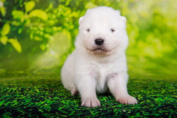 White small Samoyed puppy dog on green grass background