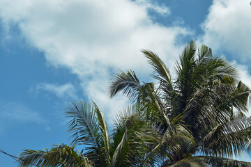 Fototapeta na wymiar mature coconut tree leaves against the background of a clear white cloudy sky during the day