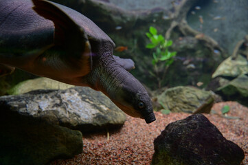 Turtles / Shedd Aquarium - Chicago