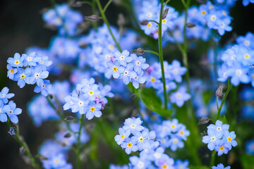 A close-up shot of blue forget-me-not flowers in nature.