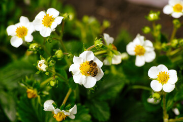 Close-up shot of a bee pollinating a strawberry flower