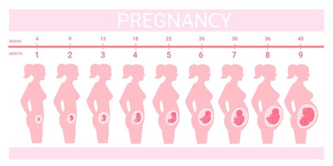 Stages fetus in belly. Timeline prenatal development, weeks months trimester pregnancy childbirth, growth embryo baby profile silhouette pregnant woman, swanky vector illustration - obrazy, fototapety, plakaty
