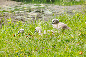Schwanenküken am Teich im Gras