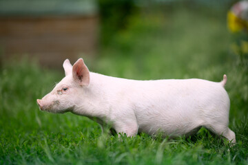 Cutie and funny young pig is standing on the green grass. Happy piglet on the meadow, small piglet in the farm posing on camera on family farm. Regular day on the farm