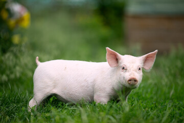 Cutie and funny young pig is standing on the green grass. Happy piglet on the meadow, small piglet in the farm posing on camera on family farm. Regular day on the farm