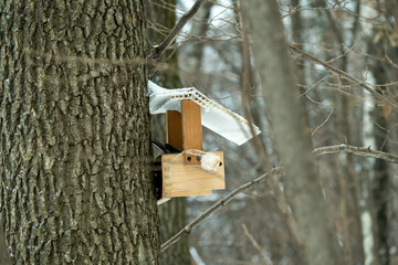 Bird feeder on the trunk of an old tree in the winter forest