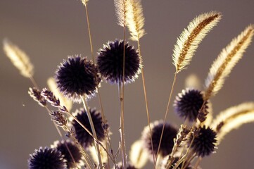 Obraz premium Echinops ritro, Azurite 