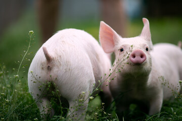 Two cutie and funny young pig is standing on the green grass. Happy piglet on the meadow, small...