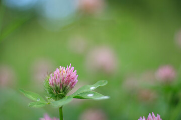Close up wild red clover. Background of fresh pink flowers and green leaves of clover or trefoil in a summer garden. Trifolium pratense, a perennial and common in Europe especially in natural meadows