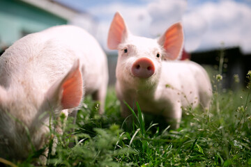 Two cutie and funny young pig is standing on the green grass. Happy piglet on the meadow, small...