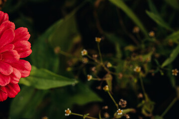 Bright red flower in the green grass in the garden. Zinnia in the garden. View from above