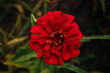 Bright red flower in the green grass in the garden. Zinnia in the garden. View from above