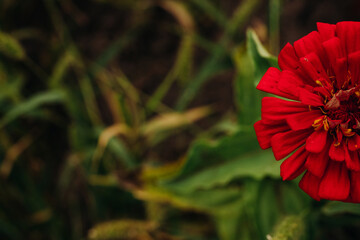 Bright red flower in the green grass in the garden. Zinnia in the garden. View from above
