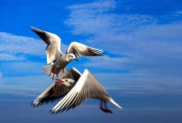 seagull in flight