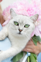 portrait of cute gray kitten with green eyes of the Scottish breed, pink peonies