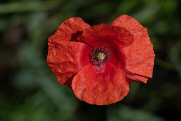 Close-up of a red poppy flower against a green background.