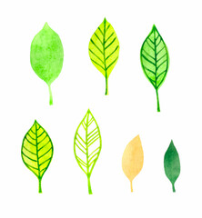 Set of abstract leaves, watercolor illustration