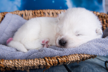 White fluffy small Samoyed puppy dog in a basket