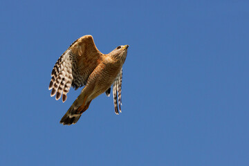 A red shouldered hawk (Buteo lineatus) in flight against a blue sky in Sarasota, Florida - obrazy, fototapety, plakaty