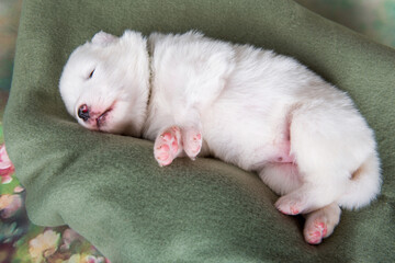 White fluffy small Samoyed puppy dog on green blanket