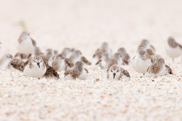 Sanderlings (Calidris alba) flocking together and lying down on the sand at Lido Beach in Sarasota, Florida. 
(Species ID is tentative.)