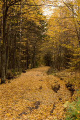 Obraz premium Autumn park and forest under clear clear sky