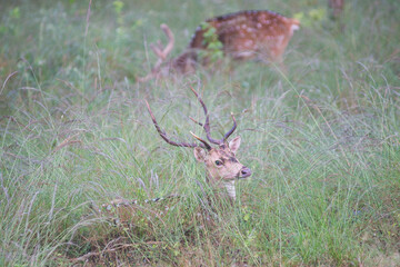 Spotted Deer or Chital or Axis deer in a national park in India
