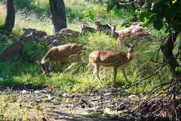 Spotted Deer or Chital or Axis deer in a national park in India