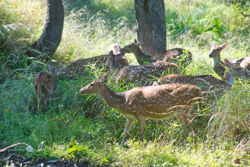 Spotted Deer or Chital or Axis deer in a national park in India