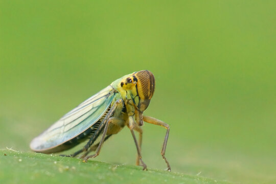 Closeup on a colorful green cicada, Cicadella viridis sitting on a green leaf