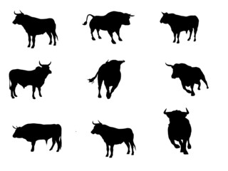 Cattle Bull Vector graphics Silhouette  illustration isolated on white back ground