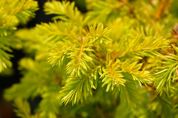 Common Yew Semperaurea