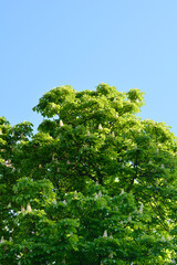 Common horse chestnut