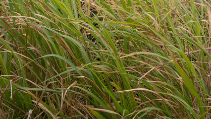 Tall grass blowing in the wind