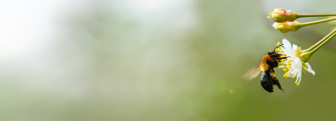 Bee and flower. Flying big bee collecting pollen on a cherry blossom. Summer and spring backgrounds. Banner