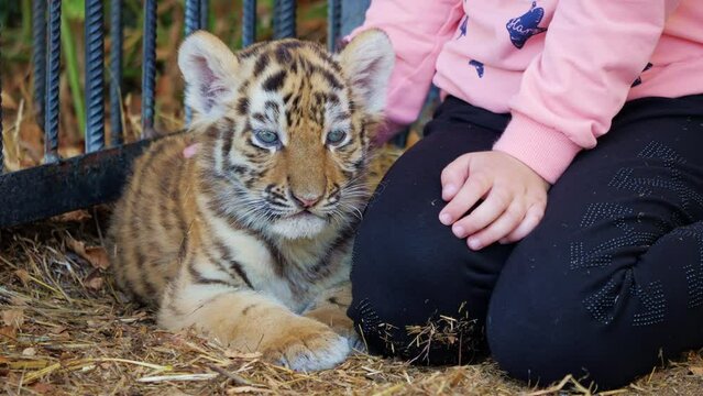 Little girl strokes fur of tiger cub lying near her. Contact zoo. Cute animal puppy, pet relaxing near girl. Zookeeper takes care about wild cat baby. Friendship with beast