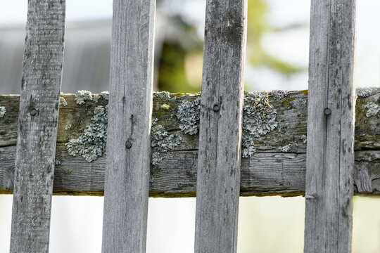 Old fence with mold closeup. The epiphytic lichen Parmelia Sulcata on the tree in the garden