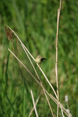 willow warbler (Phylloscopus trochilus) perched on reed stem