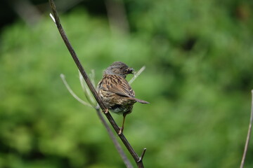 hedge sparrow also known as a dunnock (Prunella modularis), with insects for its young ones in nest