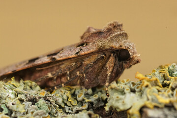 Closeup on a Double spot moth, Xestia triangulum sitting on a lichen covered piece of wood