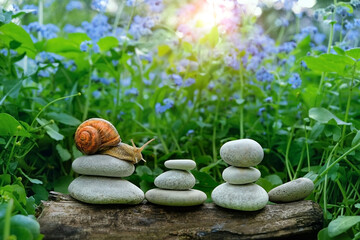 snail on zen stone pebbles in garden, natural green background. Symbol of spa, soul and body relax, life balance. concept of calmness, slow life. 