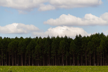 Paisagem de uma planta&ccedil;&atilde;o de eucalipto &agrave;s margens da rodovia BR-153.